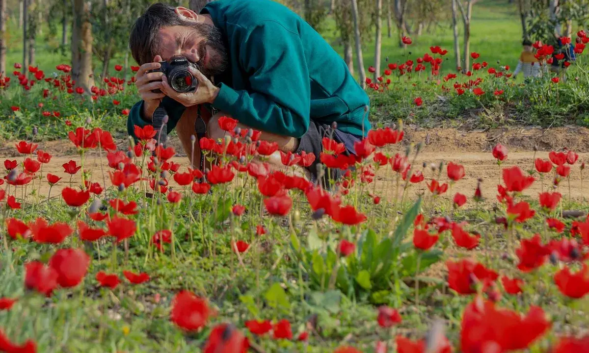 Uomo accovacciato in un campo di anemoni rossi, intento a fotografare i fiori con una macchina fotografica.