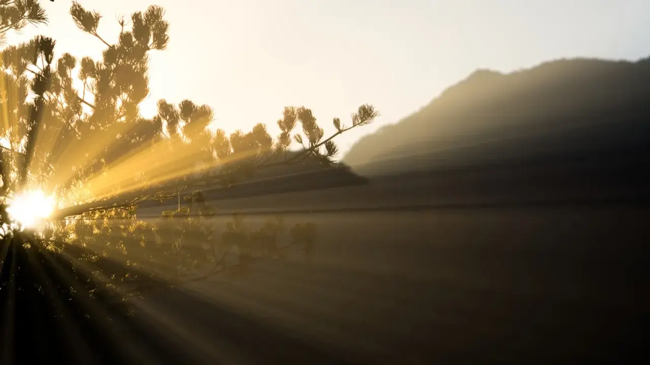 Raggi di luce dorata filtrano tra i rami di un pino, illuminando un paesaggio montano nebbioso. La luce in fotografia crea un'atmosfera magica.