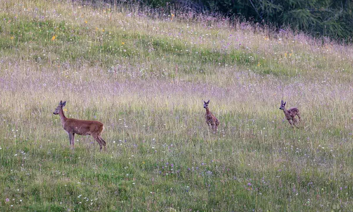 Un capriolo adulto e due cerbiatti in un prato fiorito. Una bellissima fotografia naturalistica che cattura un momento di quiete nella natura.