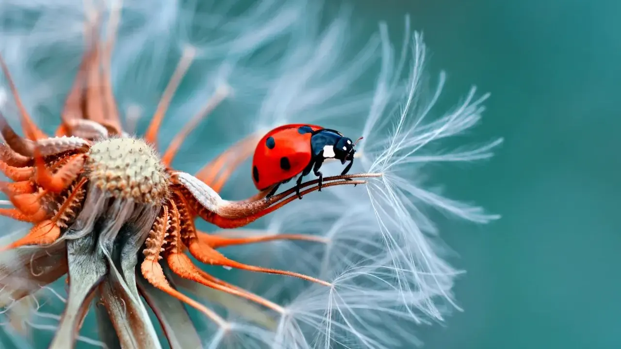 Coccinella rossa su soffione. La macro fotografia rivela dettagli incredibili, mostrando cosa vuol dire macro: un mondo minuscolo e affascinante.