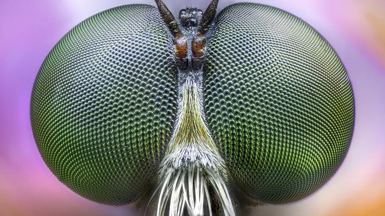 Occhi verdi di mosca, dettagliati grazie al focus stacking, rivelano un mondo di sfaccettature.