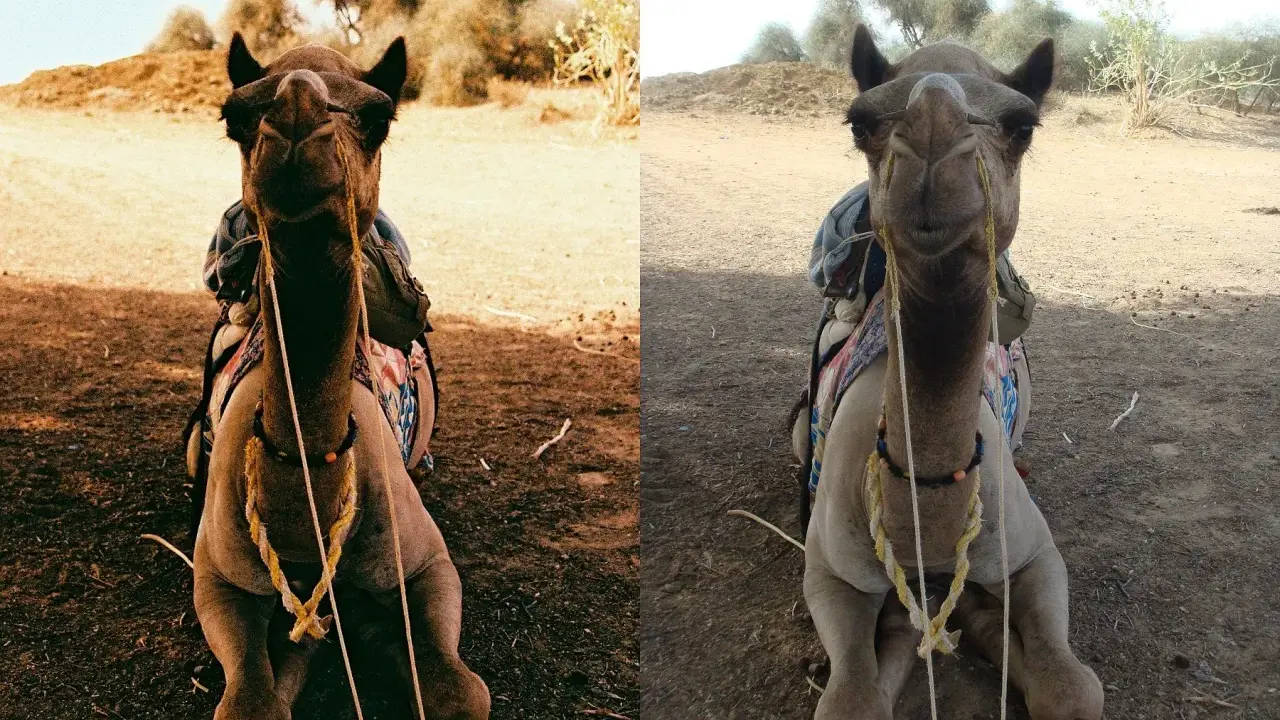 Confronto tra macchina fotografica analogica e digitale: un cammello seduto nel deserto, con colori più caldi a sinistra (analogico) e più chiari a destra (digitale).