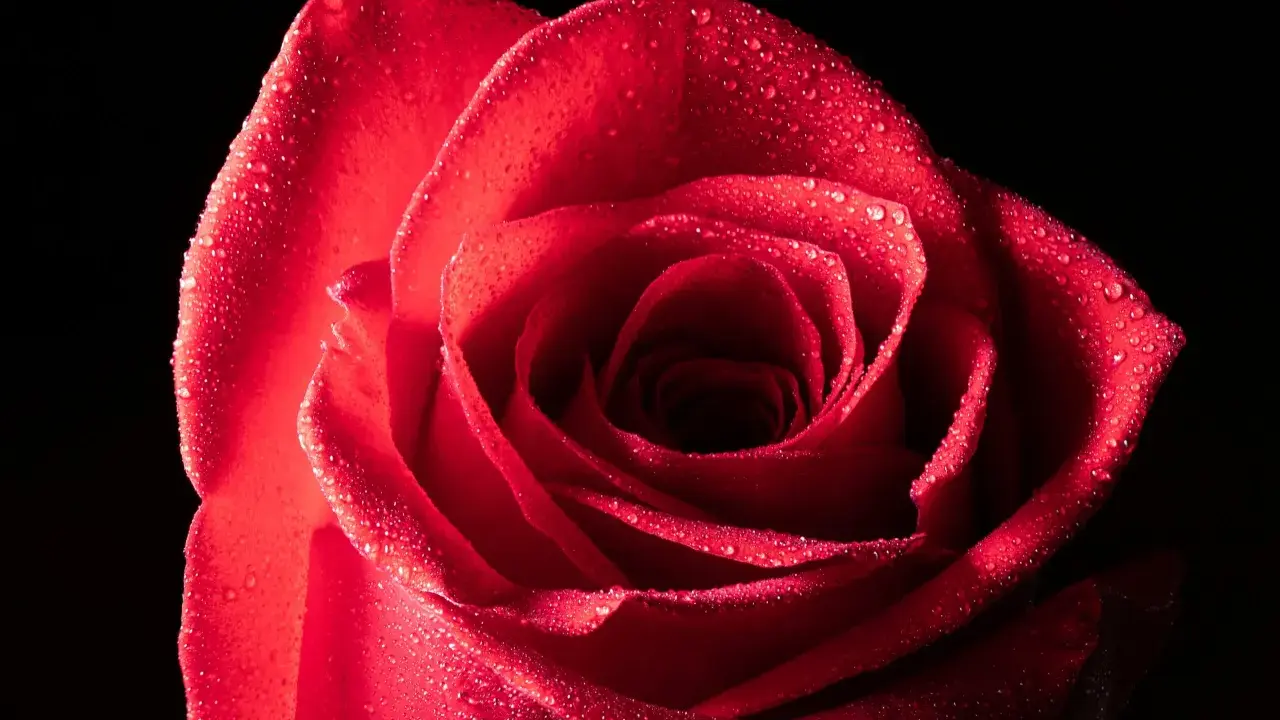 Una rosa rossa bagnata, catturata in una fotografia macro in casa, con gocce scintillanti sui petali vellutati.