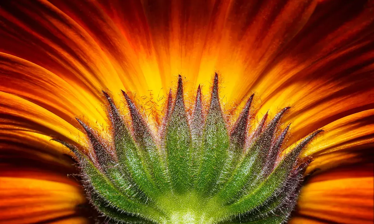 Dettaglio di macrofotografia fiori: petali arancio e giallo vibranti si aprono da un calice verde peloso, un'esplosione di colore.