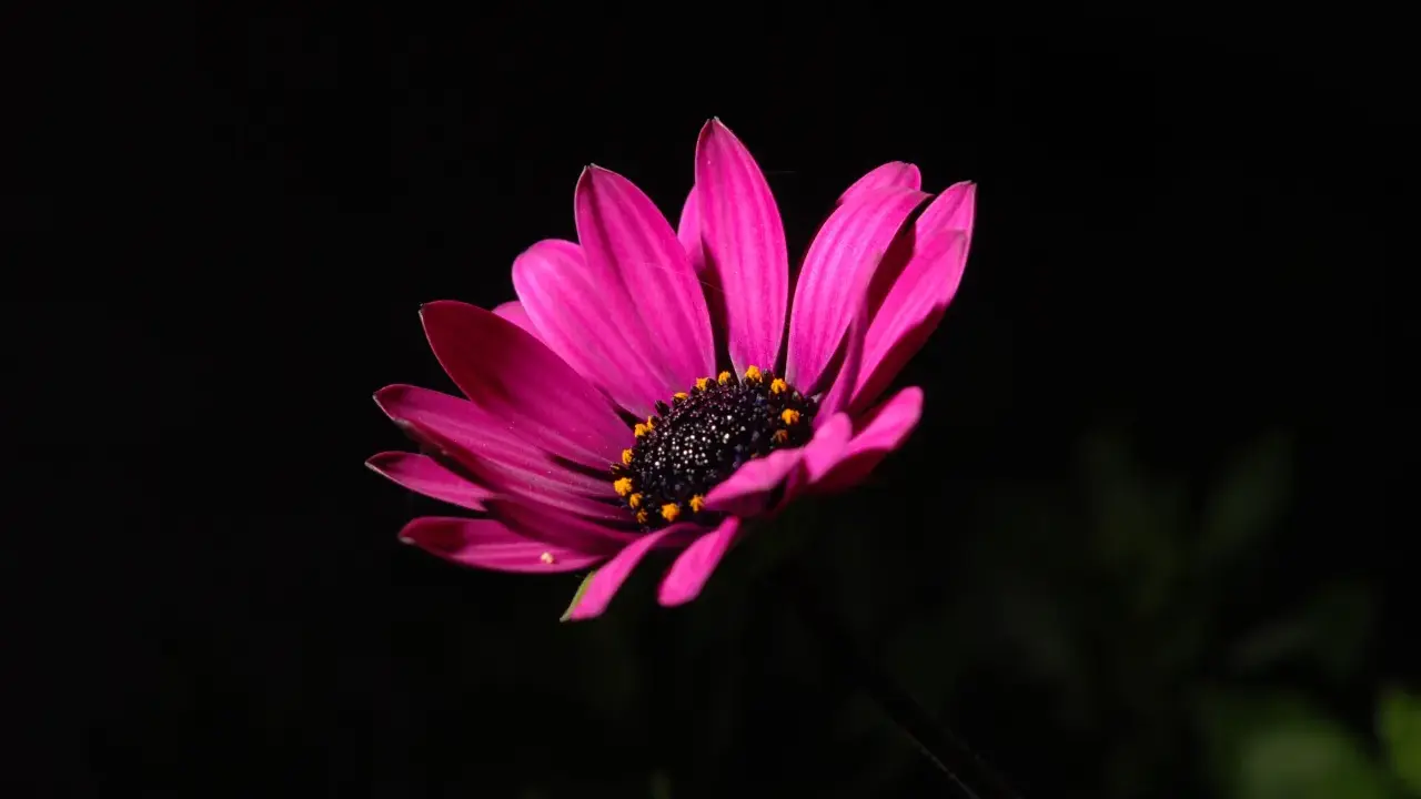Un fiore rosa acceso con petali vellutati e un centro scuro con puntini gialli, su un foto nera sfondo.