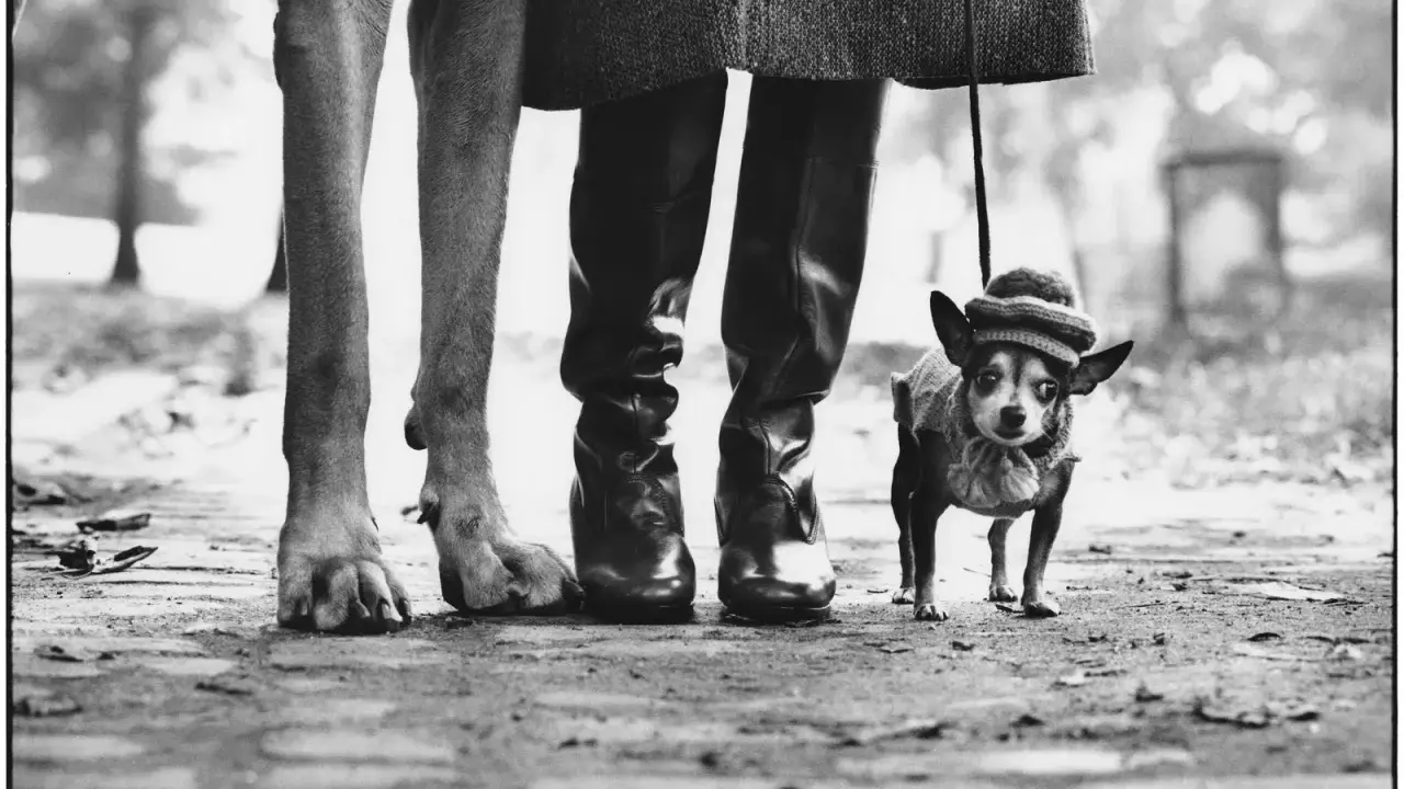 Un cane di grossa taglia e un chihuahua con cappellino passeggiano con il loro umano, un'iconica scena di Elliott Erwitt.
