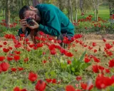 Uomo accovacciato in un campo di anemoni rossi, intento a fotografare i fiori con una macchina fotografica.