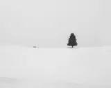 Un singolo albero solitario si staglia su un paesaggio innevato, in una fotografia minimalista che evoca pace e isolamento.