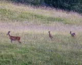 Un capriolo adulto e due cerbiatti in un prato fiorito. Una bellissima fotografia naturalistica che cattura un momento di quiete nella natura.