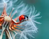 Coccinella rossa su soffione. La macro fotografia rivela dettagli incredibili, mostrando cosa vuol dire macro: un mondo minuscolo e affascinante.
