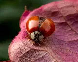 Macro fotografia di una coccinella con elitre arancioni aperte su una foglia rosa.