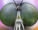 Occhi verdi di mosca, dettagliati grazie al focus stacking, rivelano un mondo di sfaccettature.