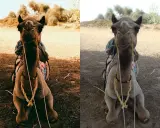 Confronto tra macchina fotografica analogica e digitale: un cammello seduto nel deserto, con colori più caldi a sinistra (analogico) e più chiari a destra (digitale).