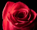 Una rosa rossa bagnata, catturata in una fotografia macro in casa, con gocce scintillanti sui petali vellutati.