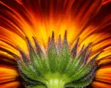 Dettaglio di macrofotografia fiori: petali arancio e giallo vibranti si aprono da un calice verde peloso, un'esplosione di colore.