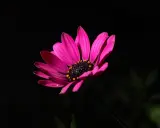 Un fiore rosa acceso con petali vellutati e un centro scuro con puntini gialli, su un foto nera sfondo.