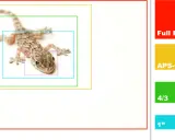 Tabella conversione focali: un geco è ritratto con riquadri concentrici che rappresentano diversi sensori (Full Frame, APS-C, 4/3, 1", 1/2,3").