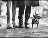 Un cane di grossa taglia e un chihuahua con cappellino passeggiano con il loro umano, un'iconica scena di Elliott Erwitt.