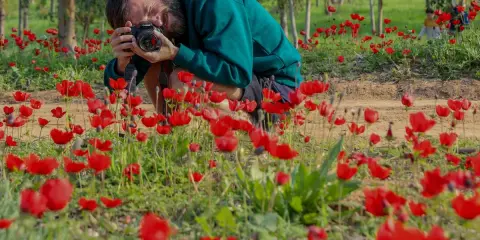 Uomo accovacciato in un campo di anemoni rossi, intento a fotografare i fiori con una macchina fotografica.