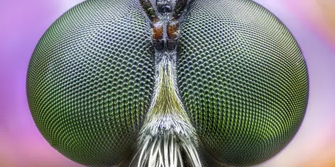 Occhi verdi di mosca, dettagliati grazie al focus stacking, rivelano un mondo di sfaccettature.