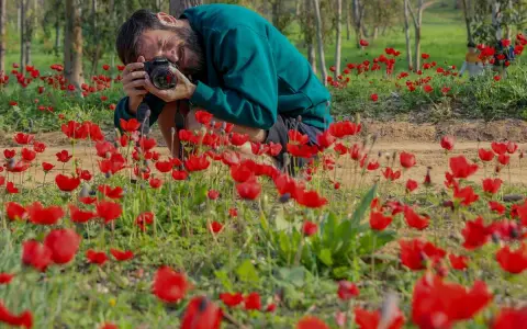 Uomo accovacciato in un campo di anemoni rossi, intento a fotografare i fiori con una macchina fotografica.