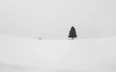 Un singolo albero solitario si staglia su un paesaggio innevato, in una fotografia minimalista che evoca pace e isolamento.