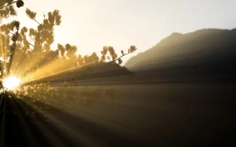 Raggi di luce dorata filtrano tra i rami di un pino, illuminando un paesaggio montano nebbioso. La luce in fotografia crea un'atmosfera magica.