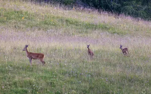 Un capriolo adulto e due cerbiatti in un prato fiorito. Una bellissima fotografia naturalistica che cattura un momento di quiete nella natura.