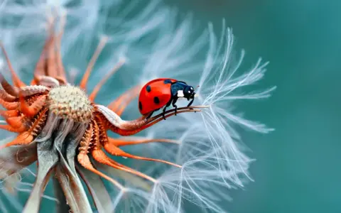 Coccinella rossa su soffione. La macro fotografia rivela dettagli incredibili, mostrando cosa vuol dire macro: un mondo minuscolo e affascinante.