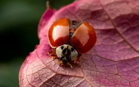 Macro fotografia di una coccinella con elitre arancioni aperte su una foglia rosa.