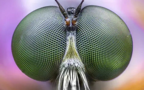 Occhi verdi di mosca, dettagliati grazie al focus stacking, rivelano un mondo di sfaccettature.