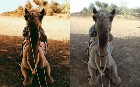 Confronto tra macchina fotografica analogica e digitale: un cammello seduto nel deserto, con colori più caldi a sinistra (analogico) e più chiari a destra (digitale).