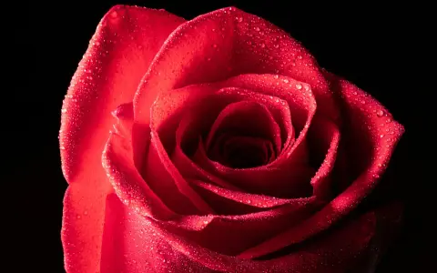 Una rosa rossa bagnata, catturata in una fotografia macro in casa, con gocce scintillanti sui petali vellutati.