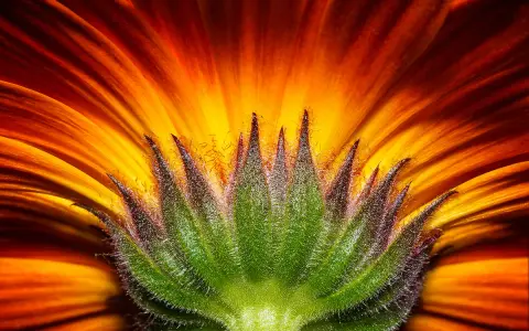Dettaglio di macrofotografia fiori: petali arancio e giallo vibranti si aprono da un calice verde peloso, un'esplosione di colore.