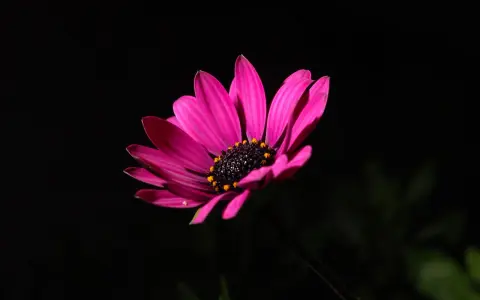 Un fiore rosa acceso con petali vellutati e un centro scuro con puntini gialli, su un foto nera sfondo.