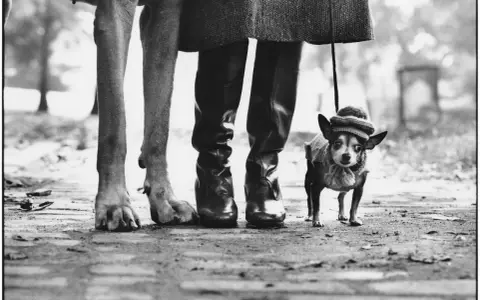 Un cane di grossa taglia e un chihuahua con cappellino passeggiano con il loro umano, un'iconica scena di Elliott Erwitt.
