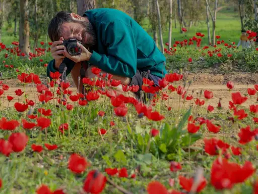 Uomo accovacciato in un campo di anemoni rossi, intento a fotografare i fiori con una macchina fotografica.
