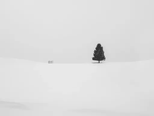 Un singolo albero solitario si staglia su un paesaggio innevato, in una fotografia minimalista che evoca pace e isolamento.