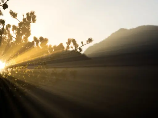 Raggi di luce dorata filtrano tra i rami di un pino, illuminando un paesaggio montano nebbioso. La luce in fotografia crea un'atmosfera magica.