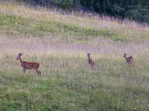 Un capriolo adulto e due cerbiatti in un prato fiorito. Una bellissima fotografia naturalistica che cattura un momento di quiete nella natura.