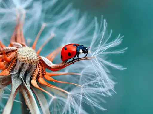 Coccinella rossa su soffione. La macro fotografia rivela dettagli incredibili, mostrando cosa vuol dire macro: un mondo minuscolo e affascinante.