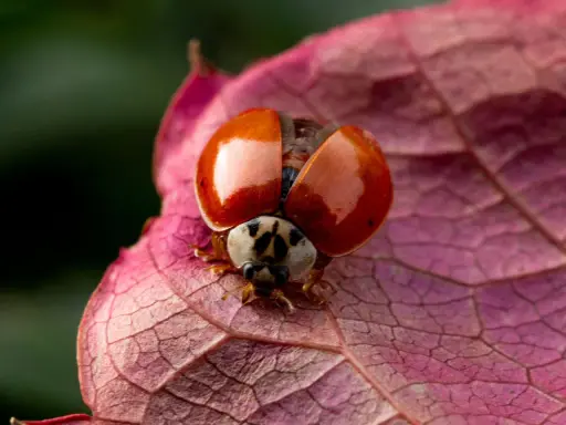 Macro fotografia di una coccinella con elitre arancioni aperte su una foglia rosa.