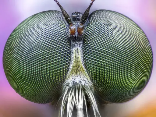 Occhi verdi di mosca, dettagliati grazie al focus stacking, rivelano un mondo di sfaccettature.