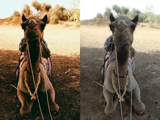 Confronto tra macchina fotografica analogica e digitale: un cammello seduto nel deserto, con colori più caldi a sinistra (analogico) e più chiari a destra (digitale).