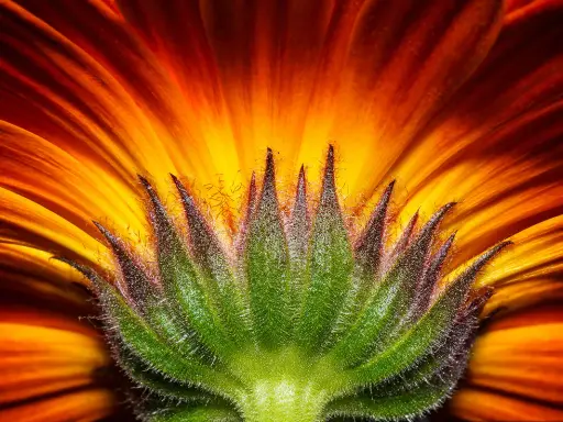 Dettaglio di macrofotografia fiori: petali arancio e giallo vibranti si aprono da un calice verde peloso, un'esplosione di colore.