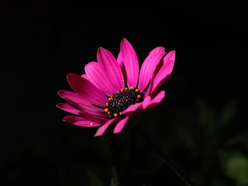 Un fiore rosa acceso con petali vellutati e un centro scuro con puntini gialli, su un foto nera sfondo.