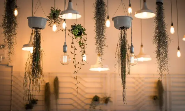 Lampade a sospensione e piante aeree creano un'atmosfera magica, perfetta per fotografare il cibo in un locale accogliente.