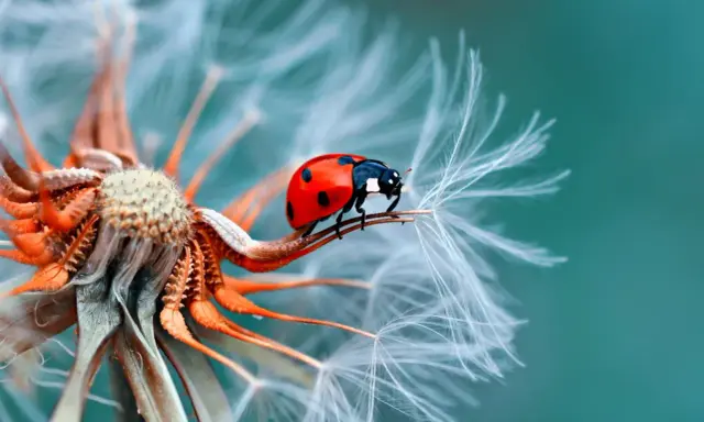 Coccinella rossa su soffione. La macro fotografia rivela dettagli incredibili, mostrando cosa vuol dire macro: un mondo minuscolo e affascinante.