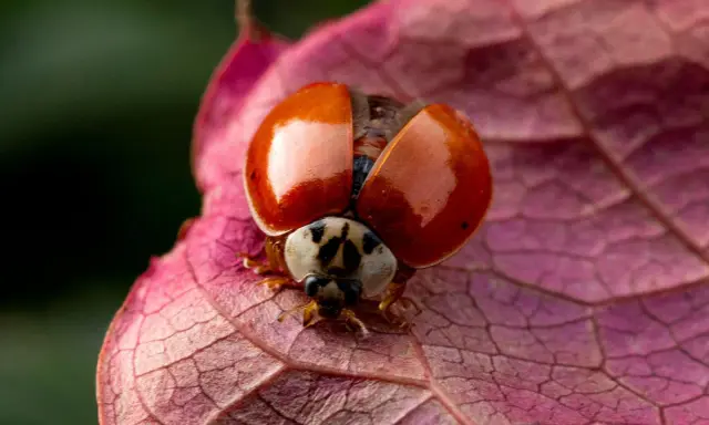 Macro fotografia di una coccinella con elitre arancioni aperte su una foglia rosa.