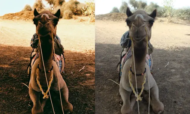 Confronto tra macchina fotografica analogica e digitale: un cammello seduto nel deserto, con colori più caldi a sinistra (analogico) e più chiari a destra (digitale).